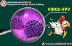 Virus HPV gây bệnh sùi mào gà