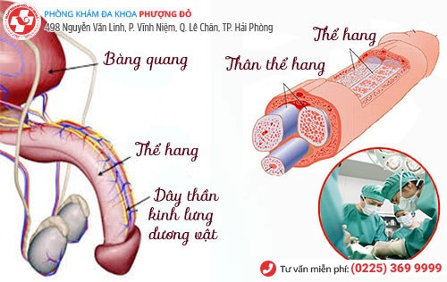 Chặn dây thần kinh lưng dương vật - Phương pháp chữa xuất tinh sớm hiệu quả hiện nay Chặn dây thần kinh lưng dương vật - Phương pháp chữa xuất tinh sớm hiệu quả hiện nay