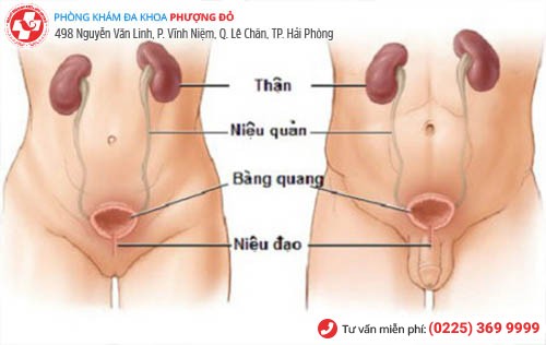 Đường tiết niệu