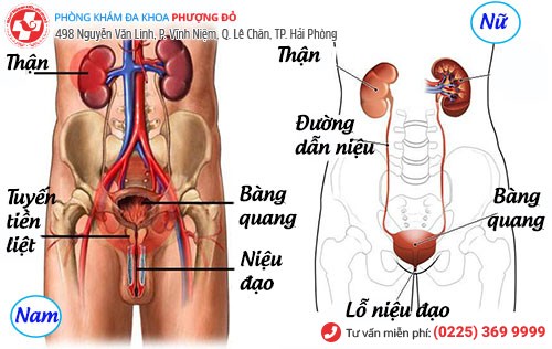 Hệ niệu đạo ở nam và nữ