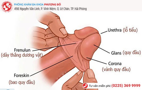 Phương pháp nong bao quy đầu bằng tay Phương pháp nong bao quy đầu bằng tay
