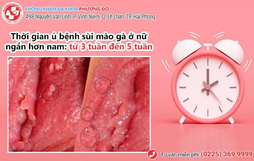Thời gian ủ bệnh sùi mào gà 