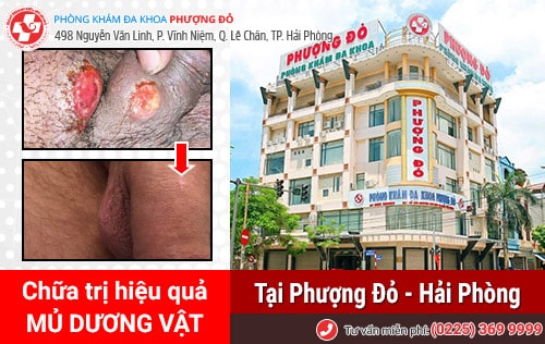 đa khoa phượng đỏ đa khoa phượng đỏ